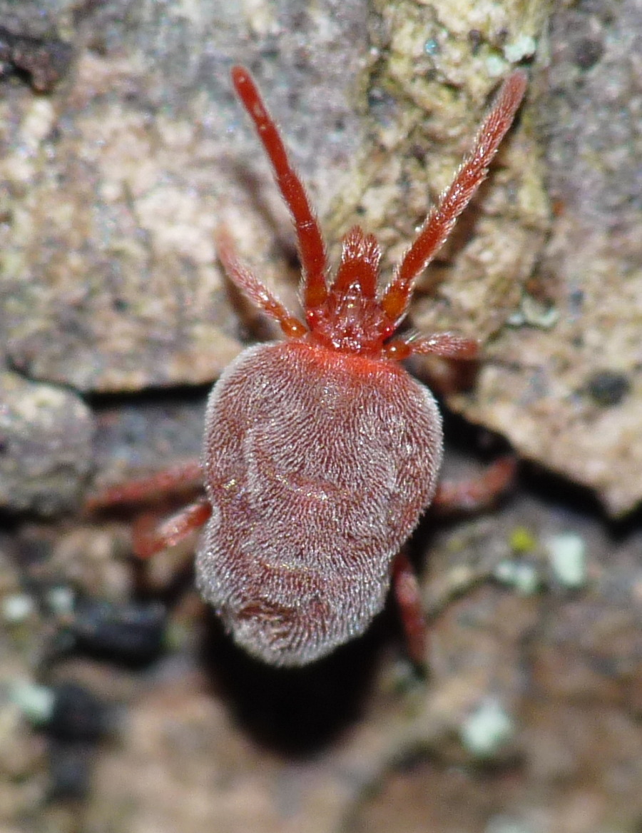 Trombidium holosericeum?